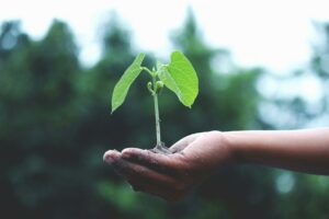 Photo d'une main qui tient une plante 